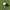 Finneus Ferret "See No Bad Shots" ball marker next to a Titliest golf ball
