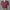 Maroon polo shirt with a Green Ferret Golf logo on a mannequin against a black background